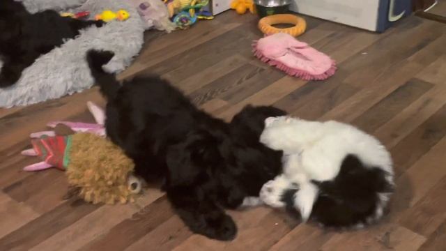 Ши-тцу щенок Shitzu_samara смотреть онлайн