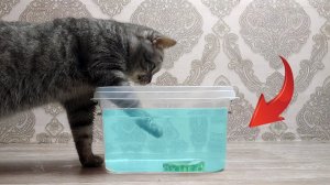 КОТЫ vs ВОДА! Реакция! Смешное видео! Ржал полчаса!