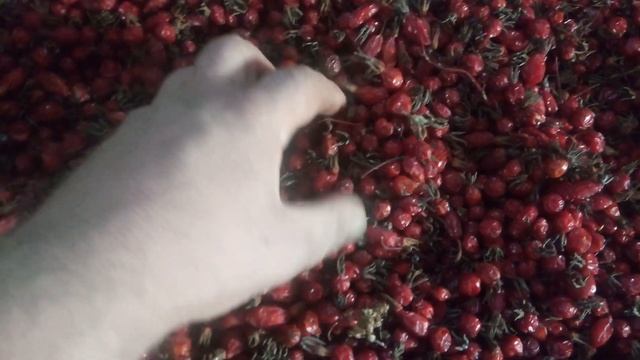 Готовлю шиповник к продаже. Ссылки на товар в описании смотреть онлайн
