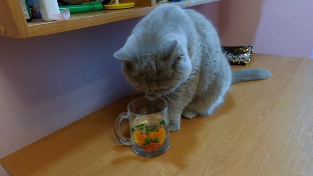 Моя кошка Боня. смотреть онлайн