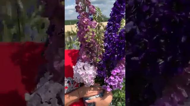 Дельфиниумы на наших полях смотреть онлайн