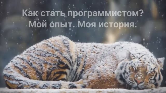 Как стать программистом? - Моя история, мой опыт! | Из личного опыта. смотреть онлайн