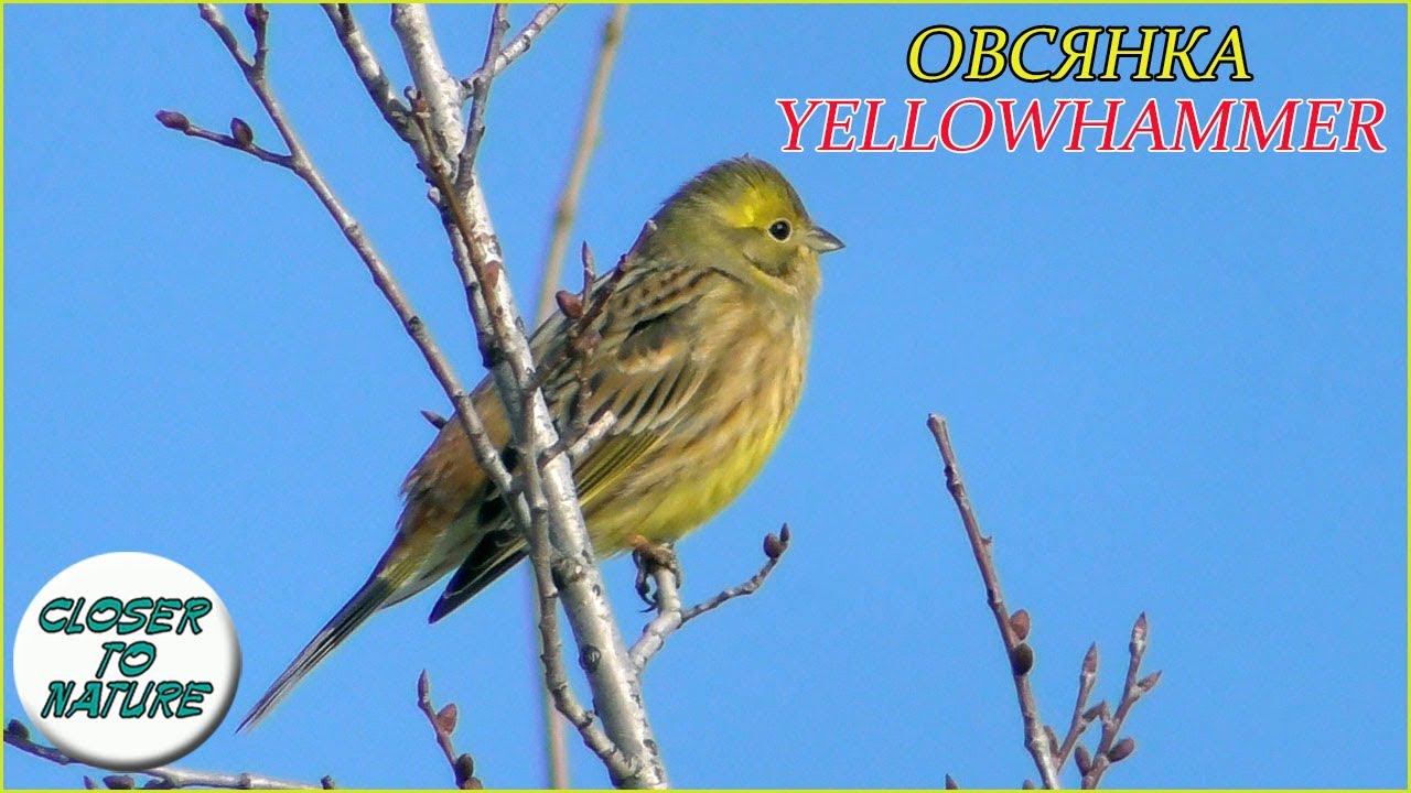 Овсянка Обыкновенная / Yellowhammer смотреть онлайн