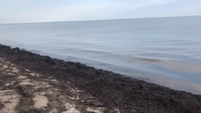 Дельфины Пляж п.Набережное, медузы, водоросли - это Трешь смотреть онлайн