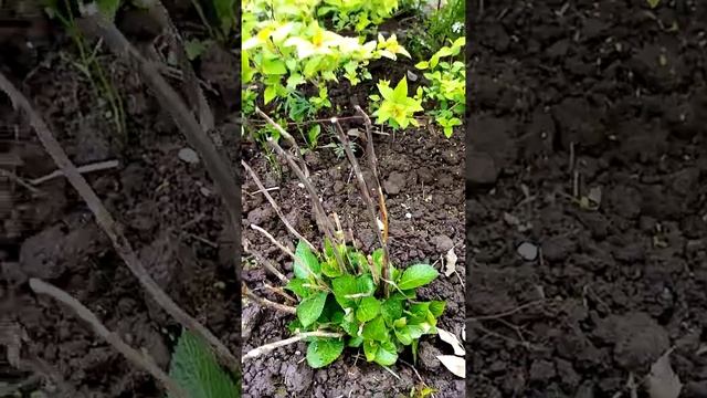 Спирея"седой граф" смотреть онлайн