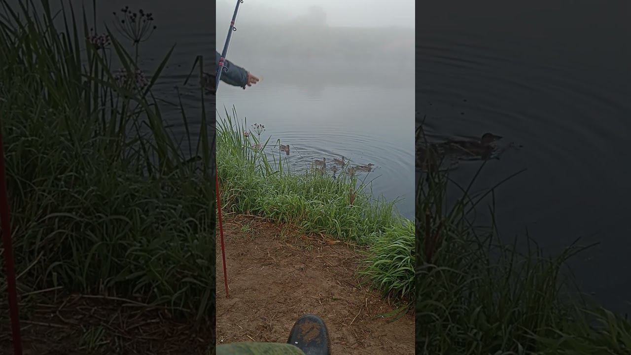 Утки на рыбалке #shorts смотреть онлайн