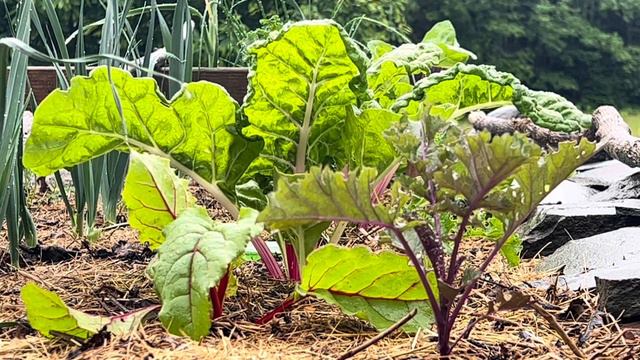June 2022: Our Homesteading Journey Begins! Building the Acadian Garden & Apothecary смотреть онлайн
