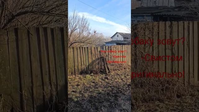 Как собаку зовут? - Свистом! смотреть онлайн