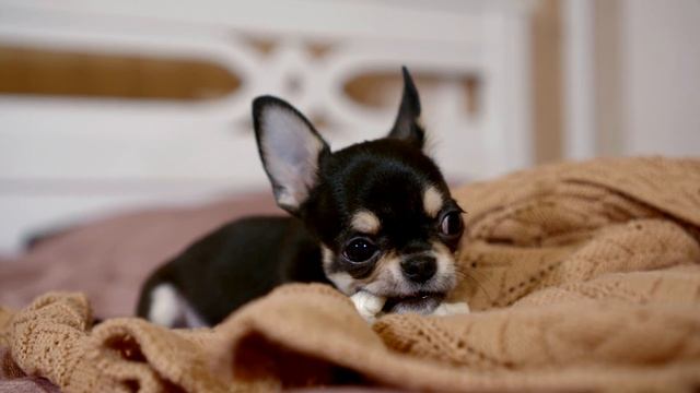 Chihuahua: The Pros & Cons of Owning One смотреть онлайн