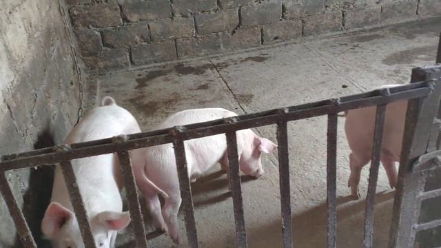 Поросята 3,5 месяца / поросята вырощенные без свиноматки / петух дакан 4,5кг. смотреть онлайн