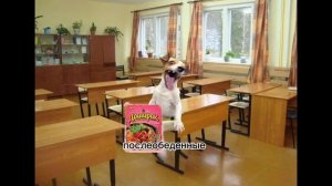 как проходит мой день #мемные_котики #обычный_понедельник