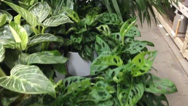 Хоум Дипо. Комнатные растения #homedepot #plants смотреть онлайн