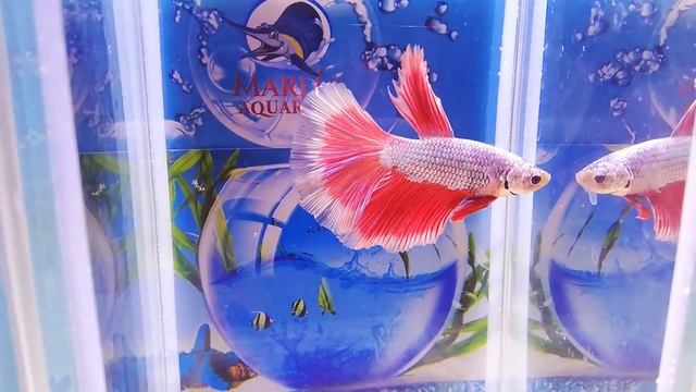 Петушок самец халф мун бабочка дракон класс А смотреть онлайн