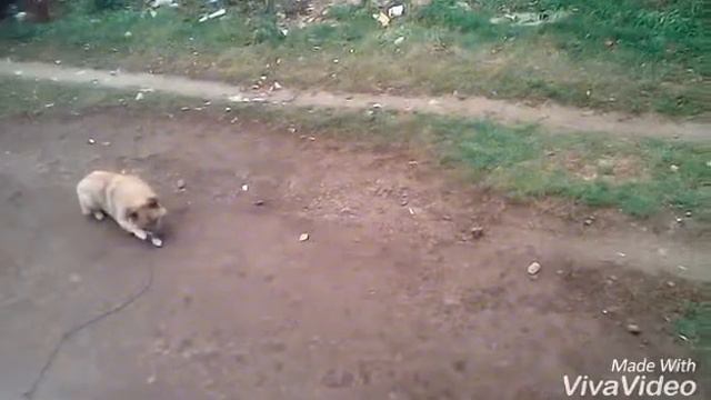 Наглая кошка !!!(сказка) смотреть онлайн