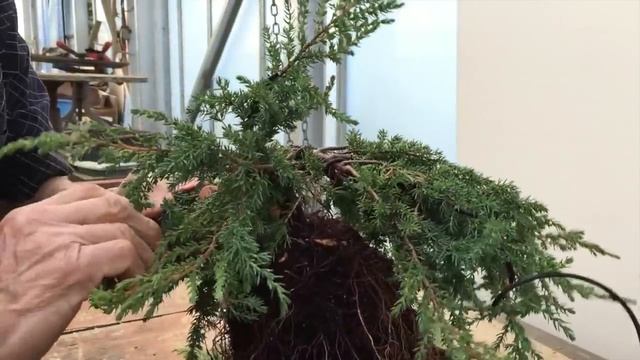 How to create A Juniper Cascade Bonsai in around 15 mins! смотреть онлайн