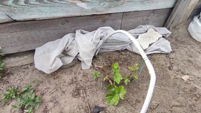 Сибирь. Развитие винограда на 18 мая 2022 г. смотреть онлайн