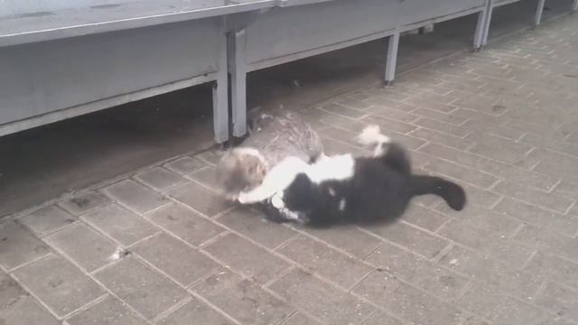 Cat fight / Коты дерутся за территорию смотреть онлайн