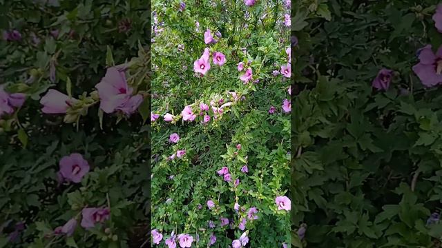 Цвет гибискуса. 12 июля 2023г. смотреть онлайн