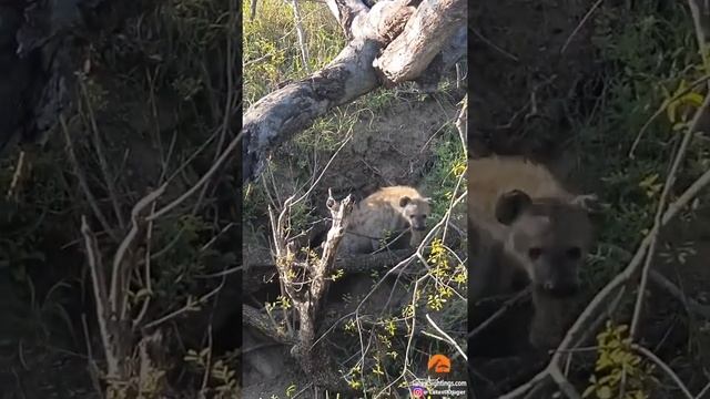 Гиена похитила детеныша леопарда и попала на видео смотреть онлайн