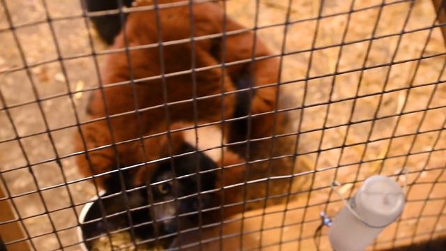 Rescue zoo - Feeding boris the red ruffed lemur смотреть онлайн