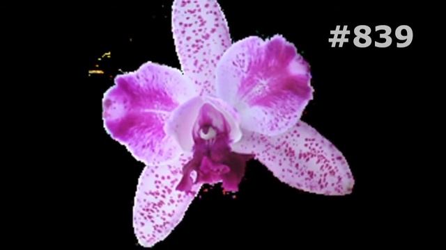 #839. Орхидеи - очень яркие цветы смотреть онлайн