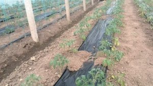 Мульчирование томатов в теплице черной пленкой