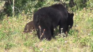 Медведи в дикой природе. Медведи в лесу