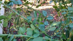 Обрезка роз.  Обрезка плетистой розы.