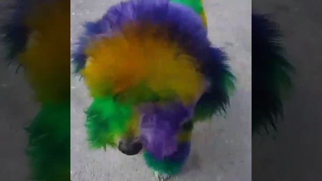 Mardi gras 2017 Barkus ready with diva groovy grooming by paij смотреть онлайн