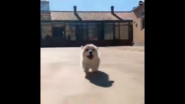 Эти милые животные