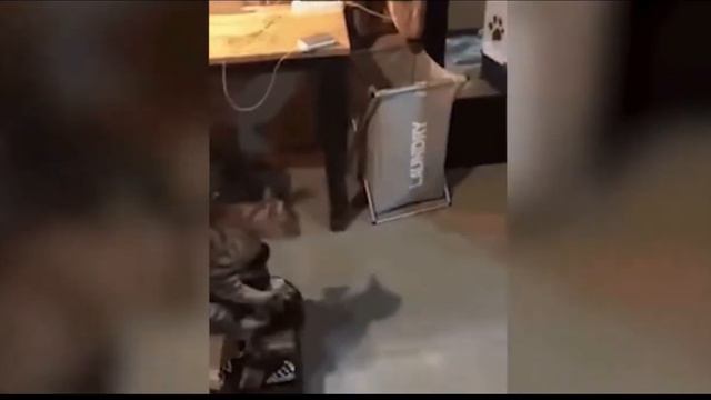 Я ржал весь день! / Смешные видео про животных! смотреть онлайн