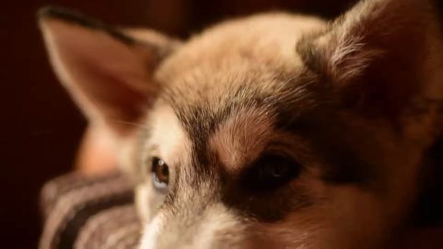 маламут 3 месяца