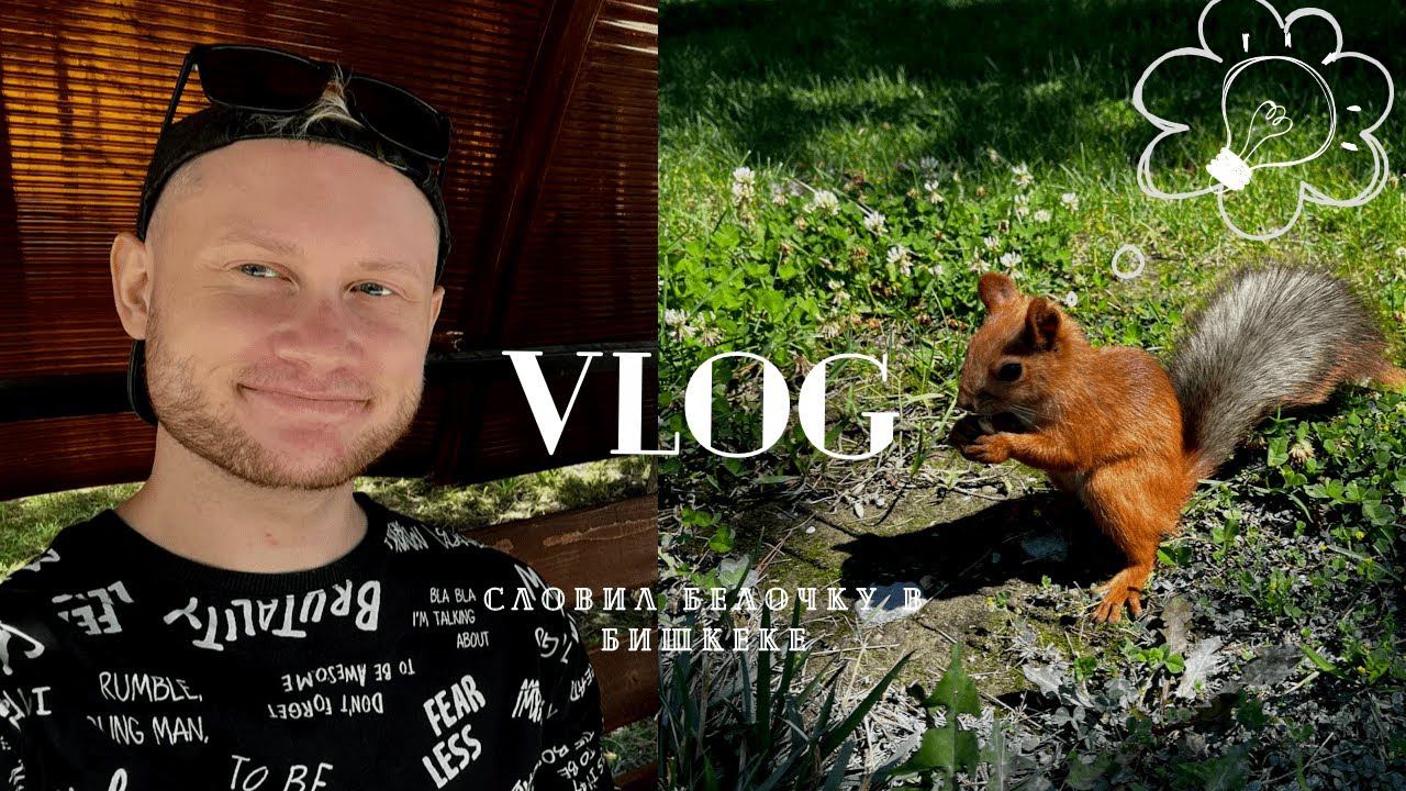 Словил белочку в Бишкеке / Парк Победы / Белки смотреть онлайн