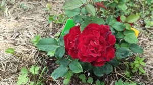 Супер гранд аморе, Омаж а  Барбара, Леа меж, Дип импешнл. Цветение роз в моем саду