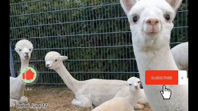 DON'T DO THAT... these are the animals used to be used as amulets смотреть онлайн