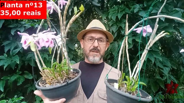 ORQUÍDEAS em DESTAQUE - Especial de Vendas 35 - 2022 - CATTLEYA SCHILLERIANA, ENCYCLIA e muito mai смотреть онлайн