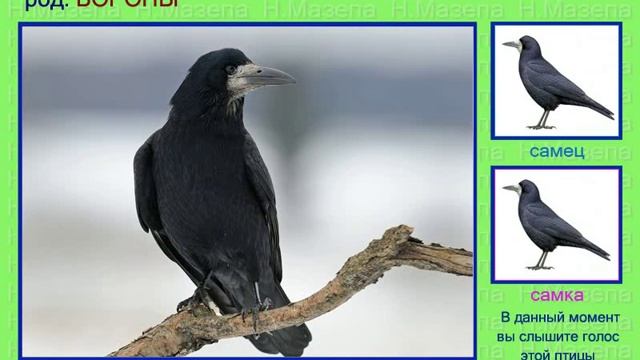 Грач. Голоса птиц смотреть онлайн