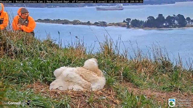 (28.03.2023) Альбатрос. Взвешивание - Albatross. Weighing смотреть онлайн