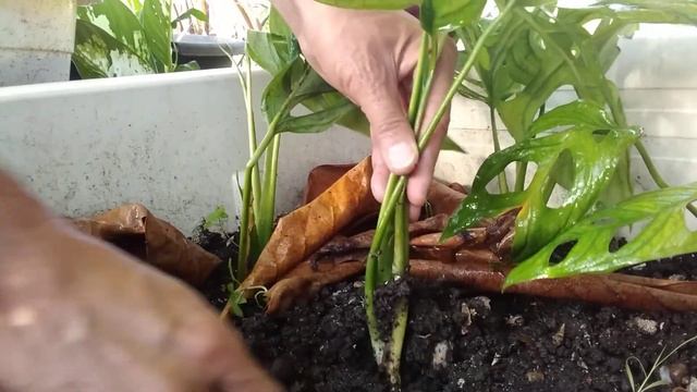 HOW TO PROPAGATE MONSTERA ADANSONII/ SECRET PLANTING TECHNIQUES BY JOE PLANTITO смотреть онлайн