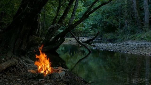 Размножение липы черенками