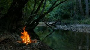 Размножение липы черенками