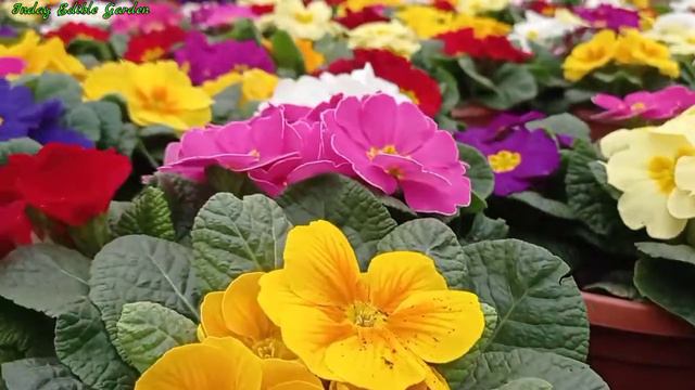 A Complete Guide for Planting Primula Flowers / Primrose Informations смотреть онлайн