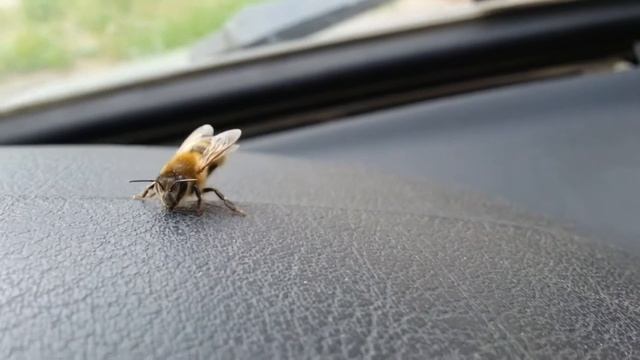 Танец пчелы! смотреть онлайн