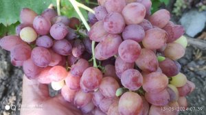 Виноград Велес второй урожай на годовалом кустике