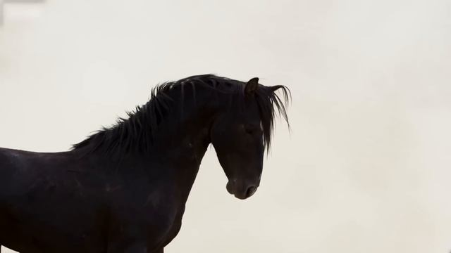 2000 Pounds of Force Killed This Horse Instantly смотреть онлайн
