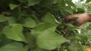 Северное киви - актинидия  Как выращивать полезное растение