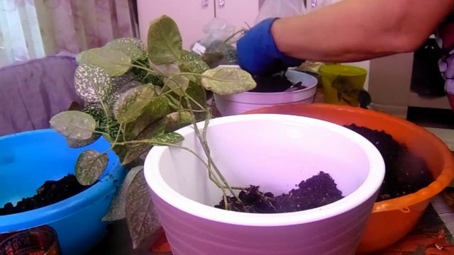 Комнатные цветы. Гипоэстес - групповая посадка. смотреть онлайн