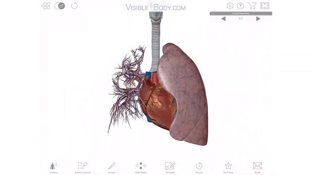 Visible Body | A 3D Virtual Tour of the Lungs смотреть онлайн