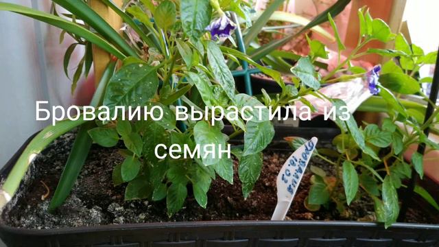 Цветы июня смотреть онлайн