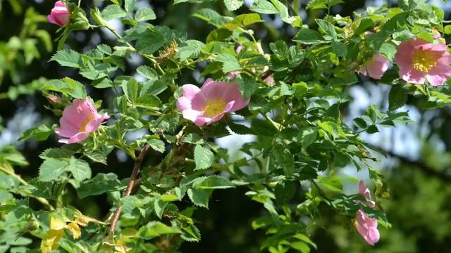 La flor de Bach Rosa Silvestre Wild rose смотреть онлайн